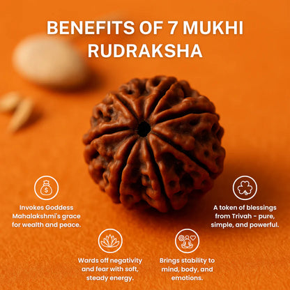 7 Mukhi original Rudraksha (Buy 1 Get 1 Free)
