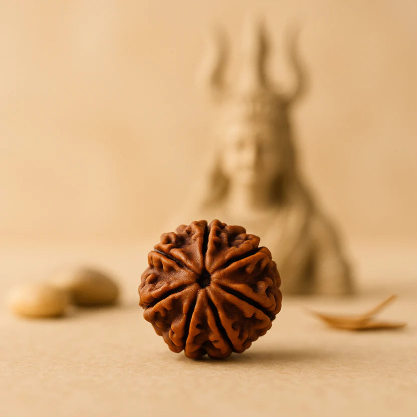 7 Mukhi original Rudraksha (Buy 1 Get 1 Free)